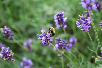 The insect pollinates a lavender flower on a sunny day. Summer. Day.
