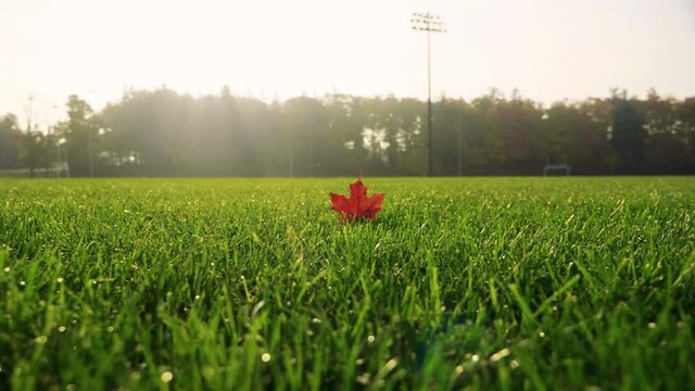 Red Canadian maple leaf in large sports field on early morning in Fergus Ontario Canada in the Township of Centre Wellington