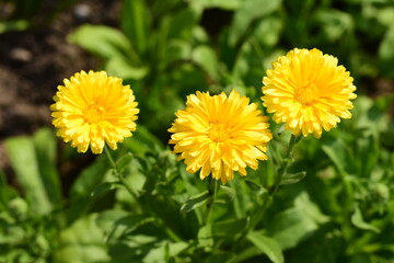 Yellow flower of calendula on a background of green grass. Summer. Day.