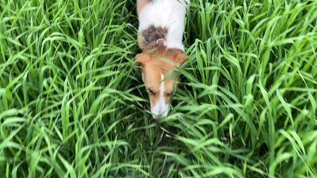4k Dog walking through high green grass on a field.