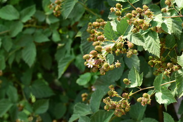 Unripe blackberry fruits on the bush on a sunny day. Summer. Day.