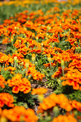 flowers in the garden