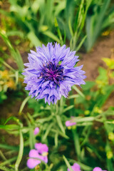 Blue hair flower on the background of greenery in the garden.