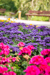 Obraz premium flowers in the park