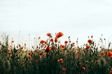 Fototapeta na wymiar Red poppies in a green field. Beautiful flower picture for content.