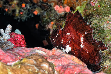 A picture of a leaf fish