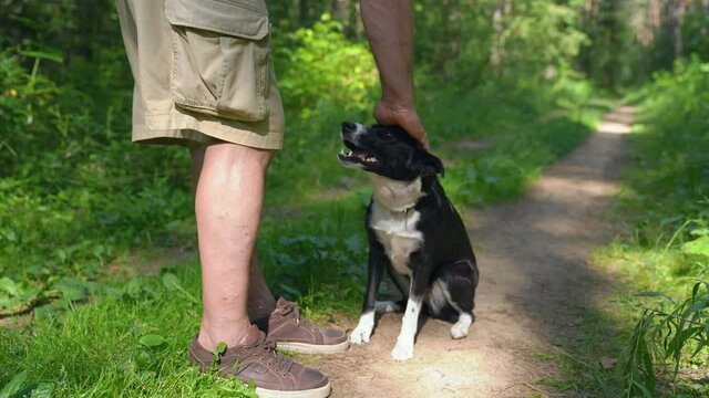 Middle age man Teaching his dog  the Give Paw Trick. Dog Training in the park. Close up of dog
