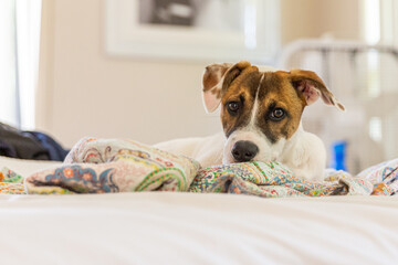 Jack Russel TerriorPuppy
