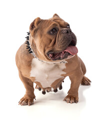 Portrait of a female dog american bully