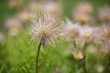 Pasque-flower vibrant close up macro growing outdoors