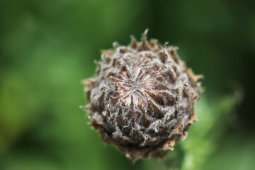 Decorative flower head macro brown bud close up blured photo