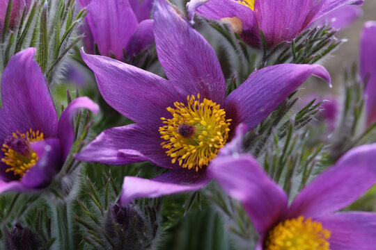 Pasque-flower vibrant close up macro growing outdoors