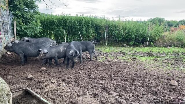 Cochons noirs d'une porcherie dans la Ni&egrave;vre, Bourgogne