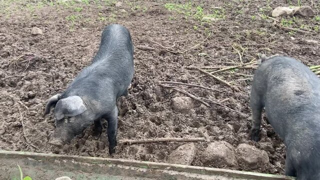 Cochons noirs d'une porcherie dans la Nièvre, Bourgogne