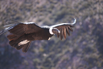 Condor andino.Ave que habita la Cordillera de Los Andes. Ave protegida por peligro de...