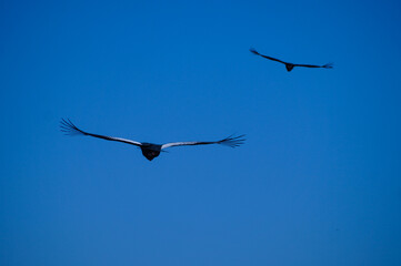 Condor andino.Ave que habita la Cordillera de Los Andes. Ave protegida por peligro de extinción.Vultur gryphus