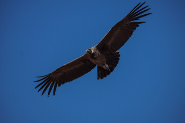 Cóndor andino Especie protegida por peligro de extiención. ave juvenil. Hembra Habitan cordillera de Los Andes.Vultur gryphus