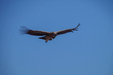 Condor juvenil en pleno vuelo.Ave voladora mas grande del mundoen peligro de extinción