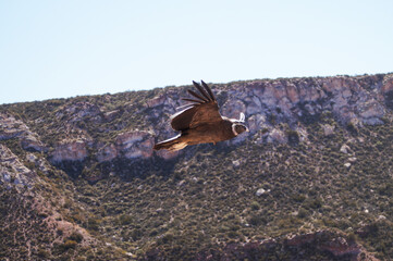 Condor andino.Ave que habita la Cordillera de Los Andes. Ave protegida por peligro de extinción.Vultur gryphus