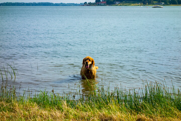 A playful and happy dog bathes in the lake
