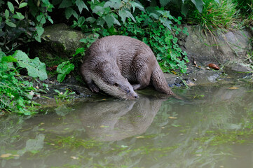 Otter on river bank