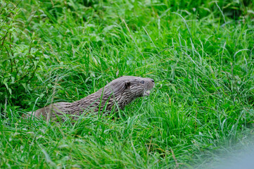 European otter (Lutra lutra)