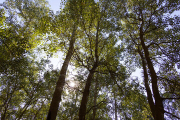 Fototapeta premium Poplar trees near a river.