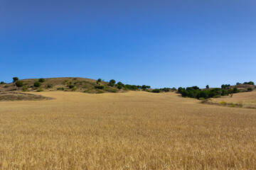 Yellow cereal field with blue sky. Crop field. Agriculture.