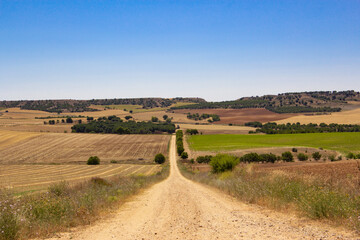Fototapeta na wymiar Sand road between crop fields. Agriculture.