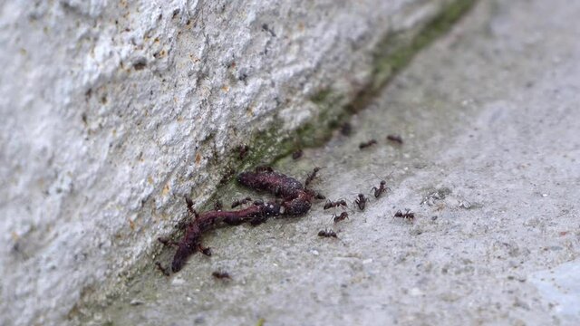 Crematogaster scutellaris ants with dead worm meal