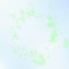 Green flower petals falling down. Emotional romant