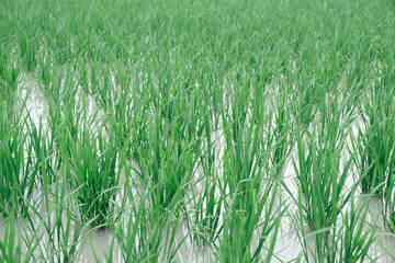 Obraz premium 水田 田植えイメージ