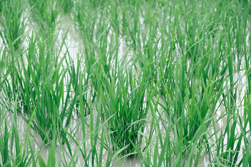 Obraz premium 水田 田植えイメージ