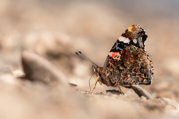 Wunderschöner Schmetterling