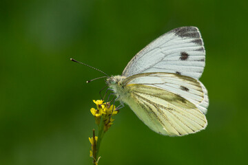 Libelle Nahaufnahme Makro