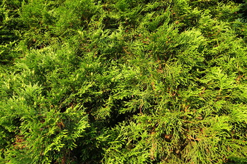 Green bush called Thuja or Tuja. Close up and isolated. Summer day with sun. Stockholm, Sweden, Scandinavia, Europe. - obrazy, fototapety, plakaty