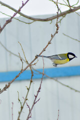 birds fly at the feeder in winter