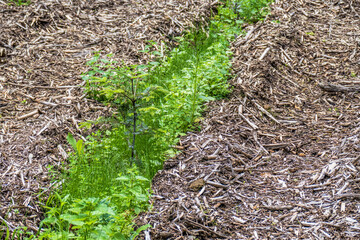 Wiederaufforstung und Wiederbegrünung im Mischwald