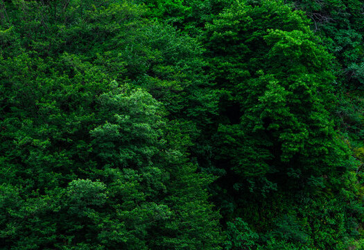Wet tropical forest in Kvariati