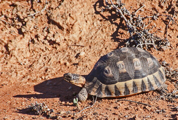 Angulate tortoise (Chersina angulata) 11603