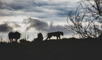 Fototapeta na wymiar Three lions at sunset on hilltop in savannah in South Africa.