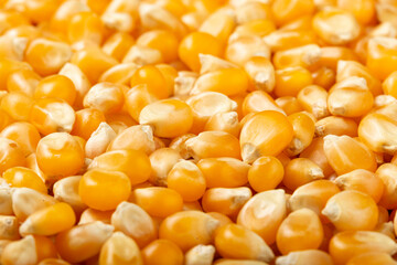 Dried corn. Raw corn for popcorn on the table.