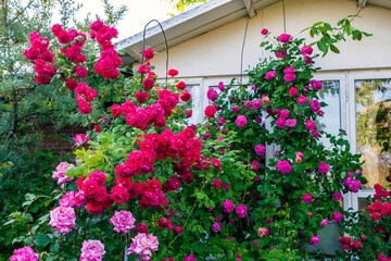 Fototapeta na wymiar Beautiful red and pink blooming rose flower bushes in home garden at countryside at summer. Nature decoration and home gardening concept