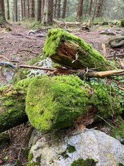 moss covered rocks