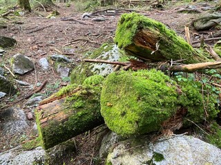moss on a tree