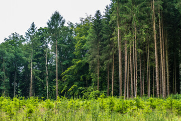 Wiederaufforstung und Wiederbegrünung im Mischwald