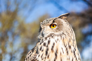 Owl or eagle owl sitting on a green-blue background.