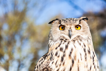 Owl or eagle owl sitting on a green-blue background.