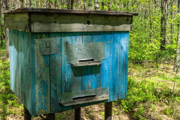 bee apiary in the forest. Bee hives in an ecologically clean place. Forest hive for collecting bee honey