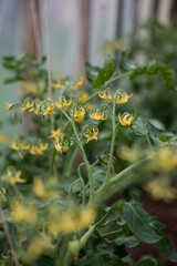 Ecologically grown green, fresh, new season tomato (Solanum lycopersicum) blooming with yellow petals in greenhouse in brown soil, suitable for vegetarians and vegans